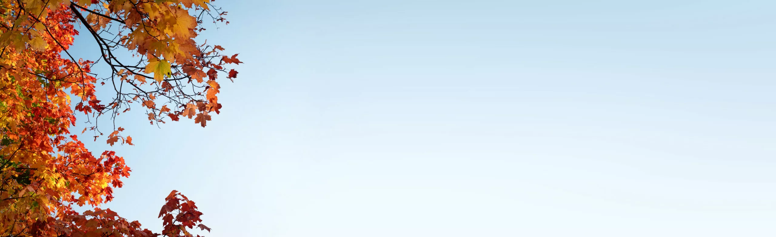 Frame of fall branches and leaves of maple trees at colorful autumn park