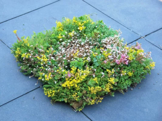 Dachbegrünung für Carports