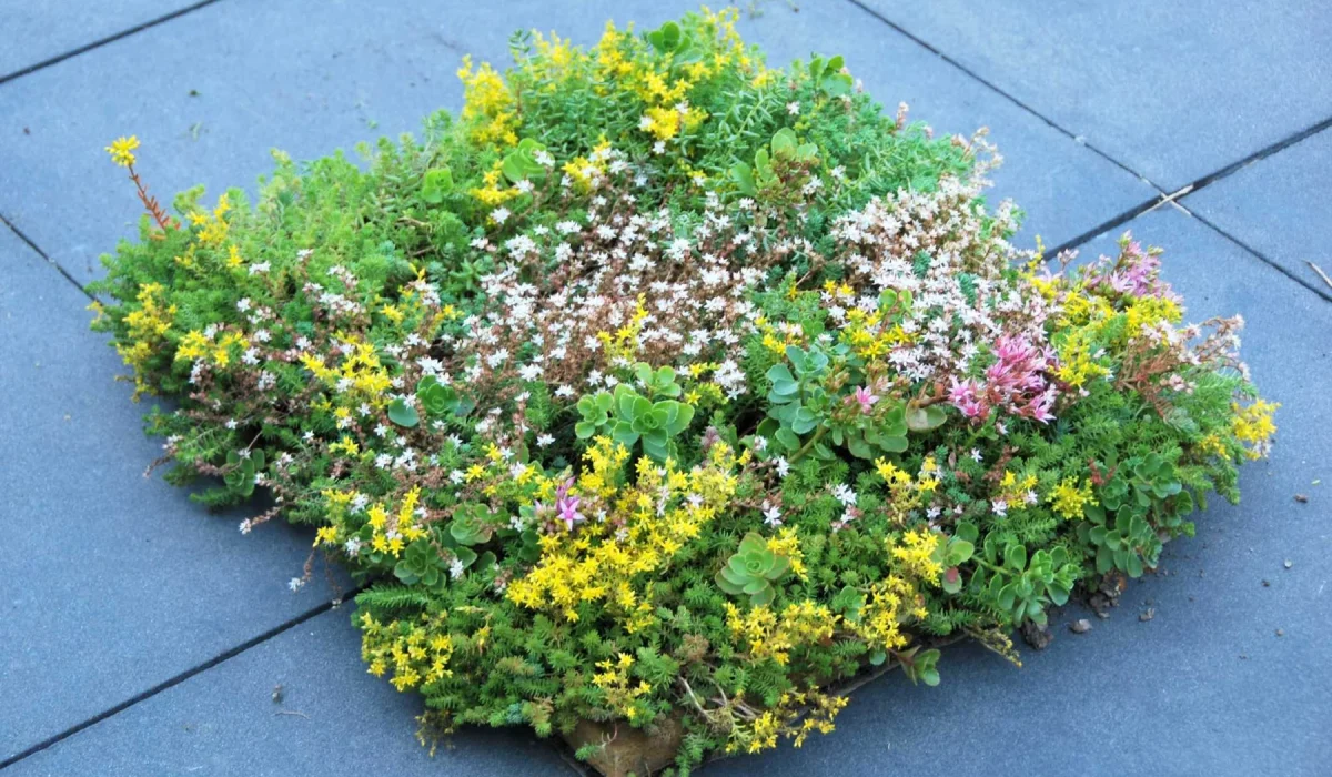 Dachbegrünung für Carports